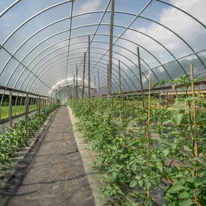 Film plastique agricole pour tomates traité aux UV personnalisé Film économique pour serre tunnel à faible coût pour plantes