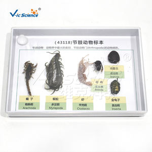 Collection d'échantillons d'<span class=keywords><strong>arthropodes</strong></span>, modèle anatomique pédagogique d'<span class=keywords><strong>insectes</strong></span> et d'<span class=keywords><strong>arthropodes</strong></span> en PVC pour les écoles de médecine - Product Image 5