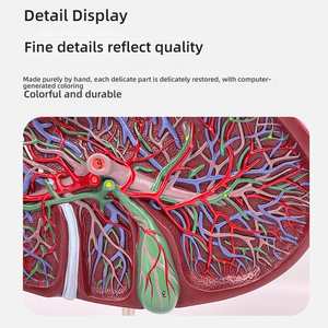 Modelo de PVC de Educación Médica de anatomía humana del hígado <span class=keywords><strong>y</strong></span> la vesícula biliar para entrenamiento de <span class=keywords><strong>cirugía</strong></span> digestiva en medicina <span class=keywords><strong>y</strong></span> escuelas - Product Image 5