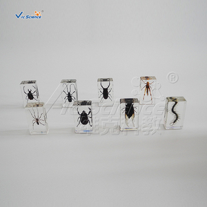 La enseñanza de la exposición Real de resina integrado muestra araña muestra - Product Image 3