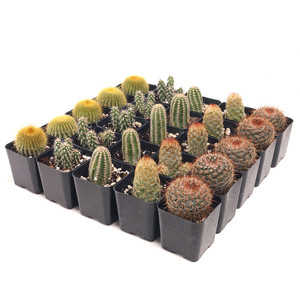 Plantas de Cactus Vivas al por Mayor, 5 de Cada Variedad, Surtido de Cactus para Decoración y Exhibiciones con Temática del Desierto - Product Image 2