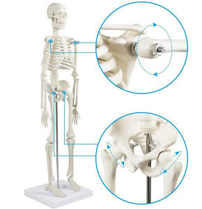 45Cm <span class=keywords><strong>Model</strong></span> Kerangka Manusia <span class=keywords><strong>Model</strong></span> Anatomi Sumber Daya Pengajaran Sains Medis - Product Image 4
