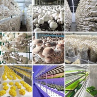 Boîte de culture intelligente pour champignons Sac de culture de 40 pieds Cabines en conteneur d'expédition de 40 pieds Prix de ferme