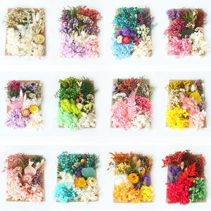 Venta al por mayor Diy Hortensia preservada Gypsophila flores secas en relieve bolsa de flores secas para la decoración del hogar/boda - Product Image 6