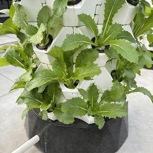 Sistema <span class=keywords><strong>de</strong></span> <span class=keywords><strong>Cultivo</strong></span> Vertical Hidropónico Tipo Piña Skyplant, Torre <span class=keywords><strong>de</strong></span> Plantación para <span class=keywords><strong>Cultivo</strong></span> Interior - Product Image 4