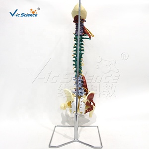 Modelo de Anatomía de Columna Vertebral Médica / 85 cm con Músculos, Segmento de Cadera Superior, Demostración de Hernia Discal Móvil, para Enseñanza - Product Image 6