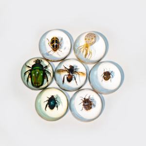 Benji Curated Resin Arthropod Display, Molde Esférico para la Conservación de <span class=keywords><strong>Fauna</strong></span> Silvestre, Pintado a Mano, Motivo de <span class=keywords><strong>Fauna</strong></span> Realista y Auténtico para Pared - Product Image 6