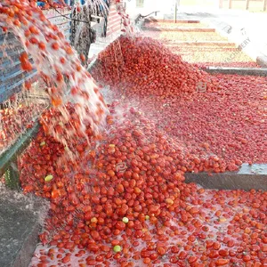 Maschine zur Herstellung von Tomaten nudeln Tomatensamen-Extraktion maschine Komplette Ausrüstung Saft abfüll maschine