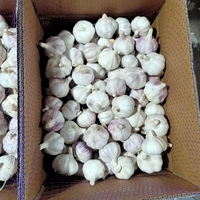 Ail frais de qualité supérieure de la région de Jin Xiang, Shandong, Chine, fournisseur d'ail