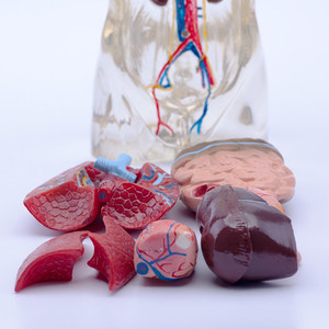 Modèle d'anatomie du torse <span class=keywords><strong>humain</strong></span> transparent, organes détachables avec cerveau et cœur pour <span class=keywords><strong>l</strong></span>'éducation - Product Image 2