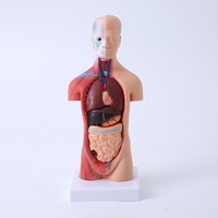 Modelo Anatómico de Estructura Corporal, Simulación Médica, Torso Completo con Órganos Internos, LD203, Juguete Educativo para la Enseñanza