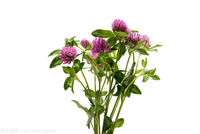 Extrait de Trifolium Pratense (Trèfle Rouge) en Poudre de Haute Qualité, 40% d'Isoflavones Totales, Fournisseur d'Usine, Complément Alimentaire