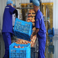 Commerciële appelsapmachine, fruitpersmachine met transportband, machine voor het maken en vullen van vers sap voor kleine fabrieken