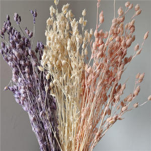 Fiori Secchi Florentiner all'Ingrosso per Matrimoni, Natale e Decorazioni Domestiche - Lunga Durata, Ecologici, Soffici - Product Image 1