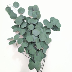 Véritable <span class=keywords><strong>Eucalyptus</strong></span> Naturel Préservé Cinerea Plante Argent Dollar Feuilles D'<span class=keywords><strong>eucalyptus</strong></span> Vertes Séchées pour La Maison De Mariage Décor Fête Des Mères - Product Image 3