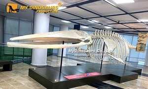 MyDino海洋動物化石モデルクジラスケルトン - Product Image 4