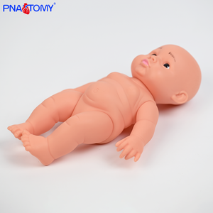 PNATOMY Modèle de squelette anatomique du bassin féminin grandeur nature (PVC)-Éducation aux sciences médicales Os pelviens Processus d'accouchement - Product Image 6