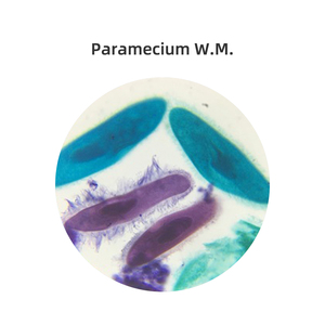 Lames de microscope à paramécie Schizogenèse et <span class=keywords><strong>conjugaison</strong></span> de la paramécie W.M. Spécimen de diapositives éducatives préparées en laboratoire - Product Image 3