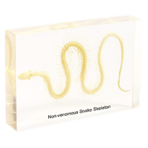 Gelsonlab HSBS-038 Lagarto <span class=keywords><strong>de</strong></span> Árbol Crestado, Espécimen Biológico Encapsulado - Product Image 2
