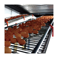 Nouvelle cage à poules pondeuses en batterie de type H pour ferme avicole automatique, capacité 5000 oiseaux, en acier galvanisé