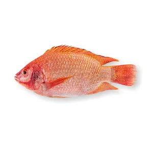 Çin tedarikçisi ihracat dondurulmuş gutted kırmızı tilapia gs iqf wr dondurulmuş bütün gutted scaled kırmızı tilapia balık