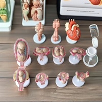 Modelo anatómico de Desarrollo Gestacional Fetal de ciencia médica DARHMMY BOU/JS-414