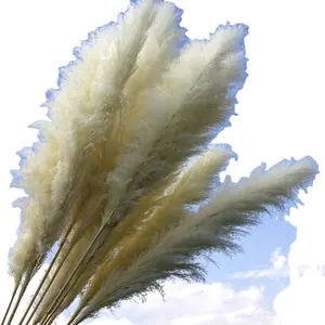 2023 the best seller popular fancy dried pampas grass for wedding/home/shcool/park/decoration natural dried pampas grass