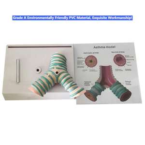 Modelo de enseñanza médica-Modelo de Anatomía de la sección sagital faríngea oral nasal para educación y entrenamiento médico - Product Image 3