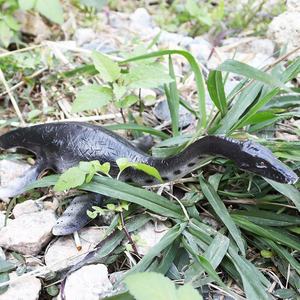 Vente en gros de jouets en plastique éducatifs sur le thème de l'océan, créatures sous-marines, dinosaures, grand modèle de plesiosaure - Product Image 3