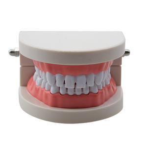Modelo Dental de Resina con Espacios Entre los Dientes, Herramienta de Práctica para Equipos y Accesorios de Terapia Oral, Herramienta de Práctica Dental - Product Image 1