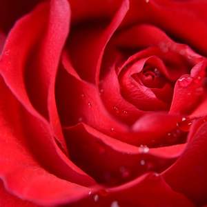 ดอกกุหลาบนิรันดร์ลดราคาพิเศษในโดมแก้ว สำหรับวันแม่ วันวาเลนไทน์ ของขวัญตกแต่งสุดหรู - Product Image 3