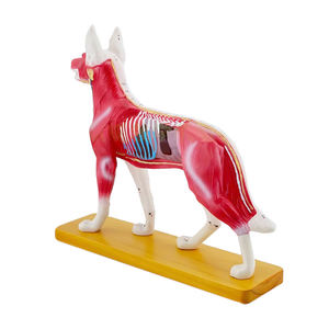 कैनाइन बॉडी एक्यूपंक्चर मॉडल Zm3018 कुत्ते शारीरिक मॉडल - Product Image 4