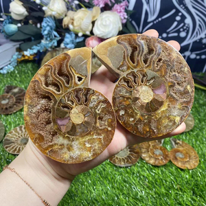 Cristales curativos naturales originales y únicos de sección fósil de amonita al por mayor hechos a mano a la venta - Product Image 3