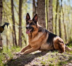 Botella pulverizadora de plástico HDPE ecológica, negra y blanca mate, de 750 ml y 350 ml, para limpieza del hogar, venta al por mayor - Product Image 4