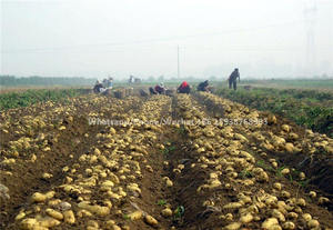 <span class=keywords><strong>Perejil</strong></span> de cebolla verde <span class=keywords><strong>apio</strong></span> Mini <span class=keywords><strong>ajo</strong></span> Harvester - Product Image 2