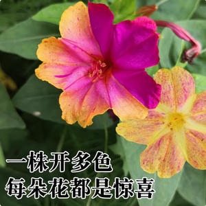 El jazmín blanco es fácil de cultivar durante todo el año y se puede utilizar para cultivar flores en macetas en balcones interiores. - Product Image 6