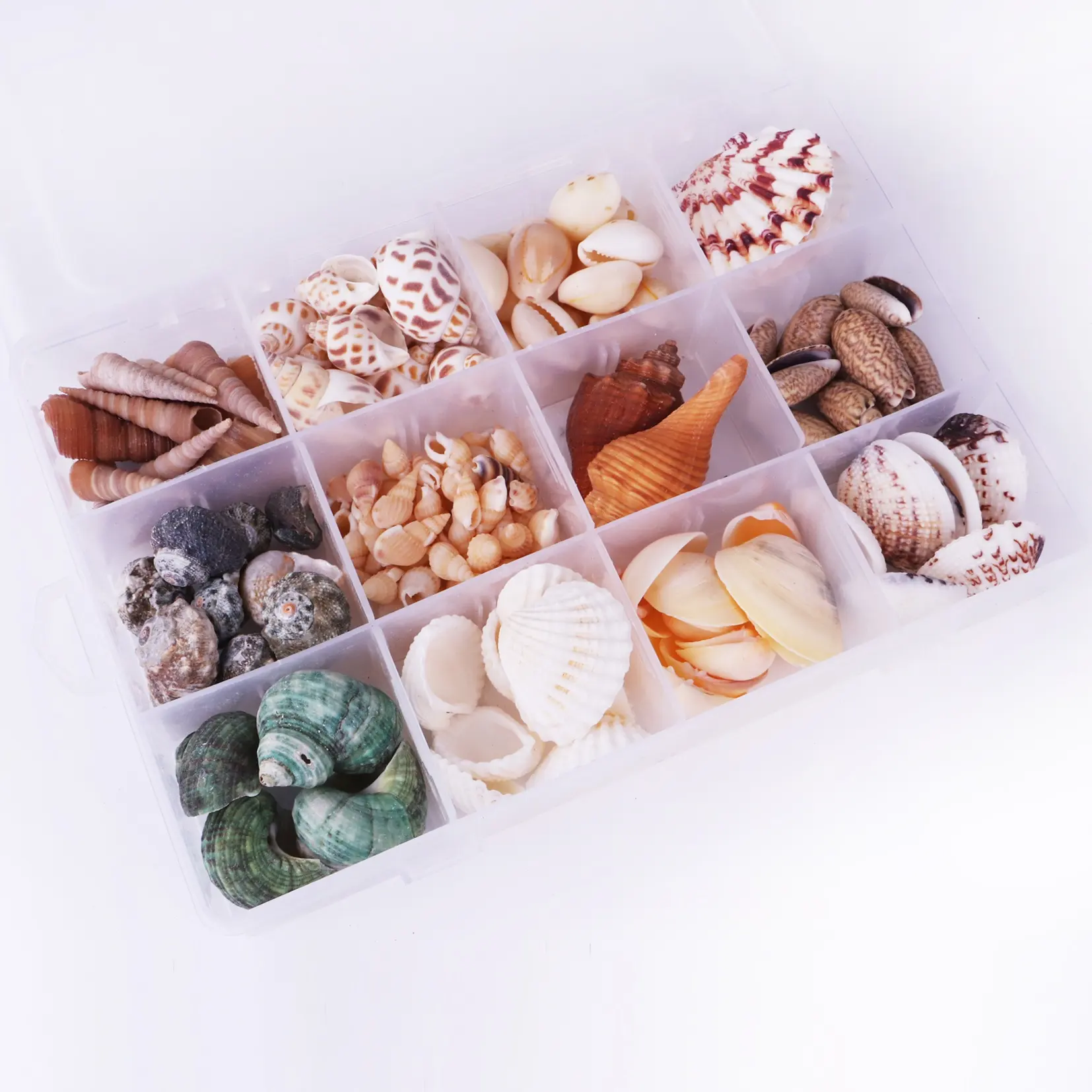 卸売DIYビーチ天然混合貝殻ジュエリーアクセサリーコレクション標本のためのさまざまな種類の貝殻工芸品