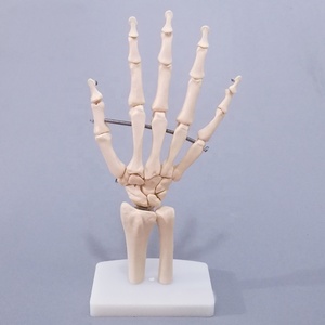 Modello Anatomico del Corpo Umano a Grandezza Naturale in PVC, con Articolazioni e Strutture Ossee della Mano Mobili, per Formazione Medica - Product Image 2
