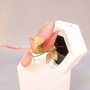 Macetas de Pared <span class=keywords><strong>para</strong></span> Plantas de Interior, Macetas Verticales DIY, Macetas Hexagonales Ligeras, Macetas Colgantes Decorativas <span class=keywords><strong>para</strong></span> Plantas - Product Image 5