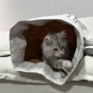 Túnel de Papel Plegable para Gatos, Juguete de Entretenimiento para Gatos, Juego para Gatos - Product Image 1