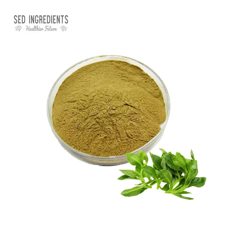 Bổ sung andrographis paniculata chiết xuất bột 98% 10% andrographolide
