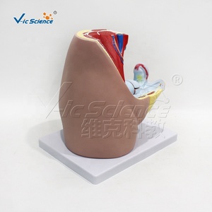 Modello Anatomico Avanzato del Pelvi Femminile Umano - Product Image 5