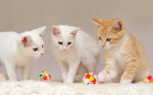 Hyra Bóng Đồ Chơi Cho Mèo Có Chuông Bóng Mờ Cho Mèo Đồ Chơi Nhai Mèo Con Tương Tác Bằng Nhung Lông Nhỏ - Product Image 4