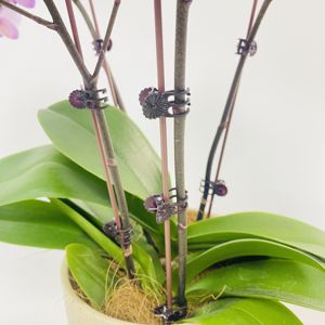 NIF ayçiçeği orkide klipleri tutucular - Product Image 6