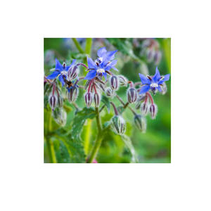 Kit de sac de truie de fleurs de jardin de menthe de style campagnard pour le plaisir de vos chats pour la maison ou le centre commercial - Product Image 3