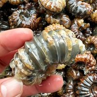 Vente en gros de spécimens d'ammonites fossiles naturels en vrac, coquilles d'ammonites brutes, collection de minéraux, décoration d'intérieur, cadeau