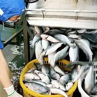 Machines électriques universelles de traitement des écailles de poisson en acier inoxydable de qualité alimentaire