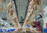 Machine d'abattage de poulet halal à vendre pour abattoir de volaille