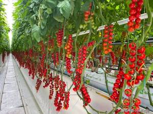 100*60mm PVC-U Hydroponic NFT Channel/pipes for Lettuce