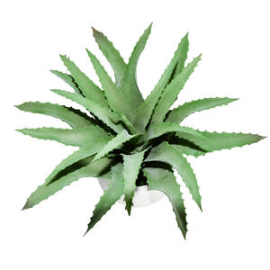 <span class=keywords><strong>Planta</strong></span> suculenta <span class=keywords><strong>grande</strong></span> artificial <span class=keywords><strong>aloe</strong></span> <span class=keywords><strong>vera</strong></span> en maceta hojas falsas - Product Image 2